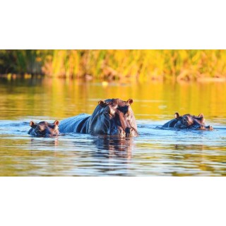 Rundreisen Namibia, Botswana & Simbabwe: Afrikas Vielfalt hautnah erleben