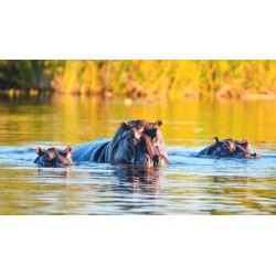 Rundreisen Namibia, Botswana & Simbabwe: Afrikas Vielfalt hautnah erleben