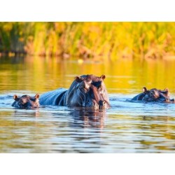Rundreisen Namibia, Botswana & Simbabwe: Afrikas Vielfalt hautnah erleben