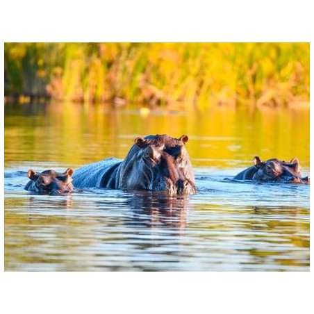 Rundreisen Namibia, Botswana & Simbabwe: Afrikas Vielfalt hautnah erleben