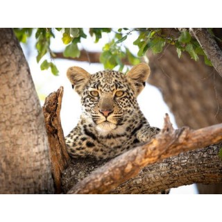 Rundreisen Südafrika: Safari-Abenteuer und Boutique-Komfort