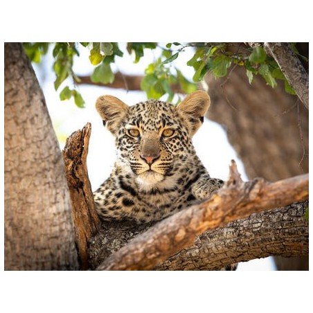 Rundreisen Südafrika: Safari-Abenteuer und Boutique-Komfort