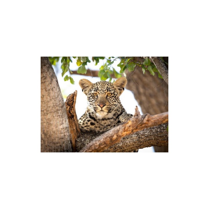 Rundreisen Südafrika: Safari-Abenteuer und Boutique-Komfort