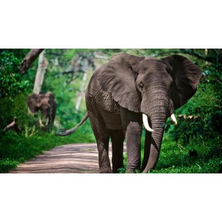 Rundreisen Tansania: Safari-Abenteuer und unberührte Natur