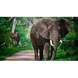 Rundreisen Tansania: Safari-Abenteuer und unberührte Natur