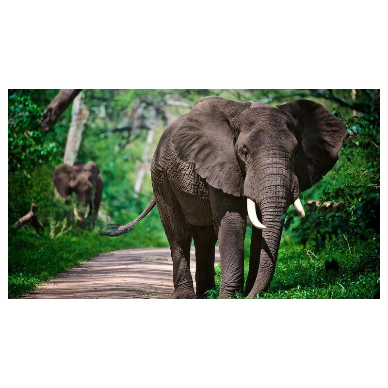 Rundreisen Tansania: Safari-Abenteuer und unberührte Natur