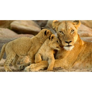 Rundreisen Südafrika: Big Five, Wildnis und Kultur pur