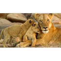 Rundreisen Südafrika: Big Five, Wildnis und Kultur pur