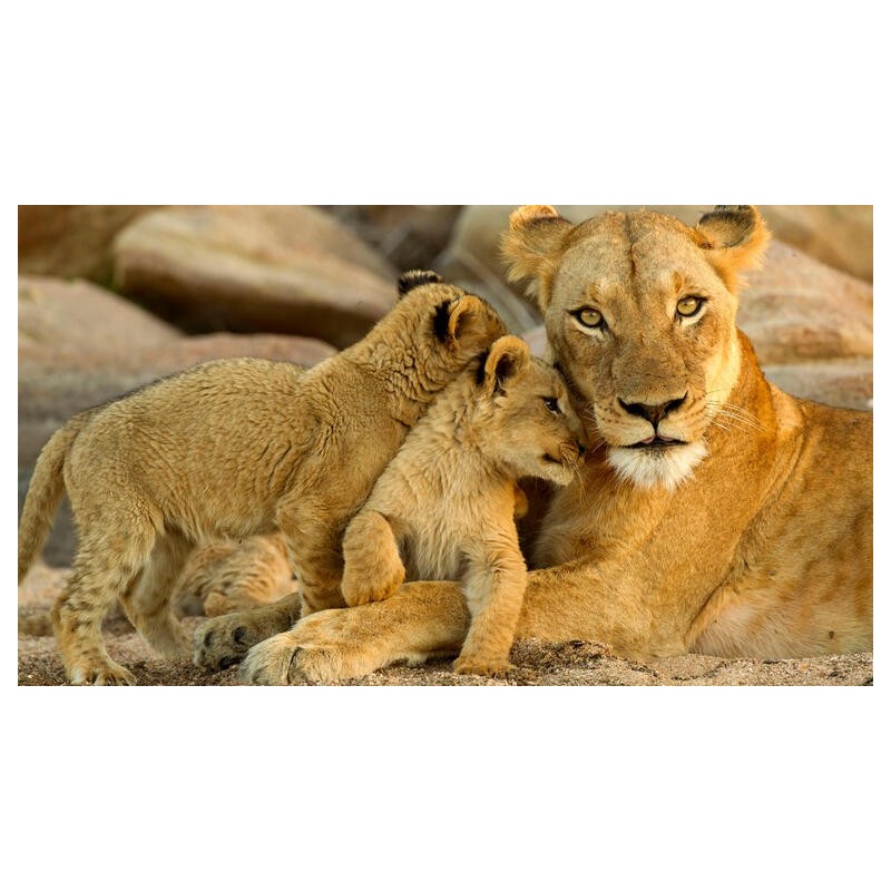 Rundreisen Südafrika: Big Five, Wildnis und Kultur pur