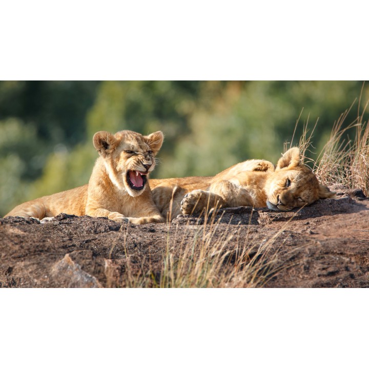 Südafrika Roadtrip: Wildlife Glamping, Krüger & Kapstadt