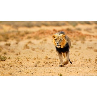 Südafrika & Eswatini: Wildlife Glamping & Krüger Safari