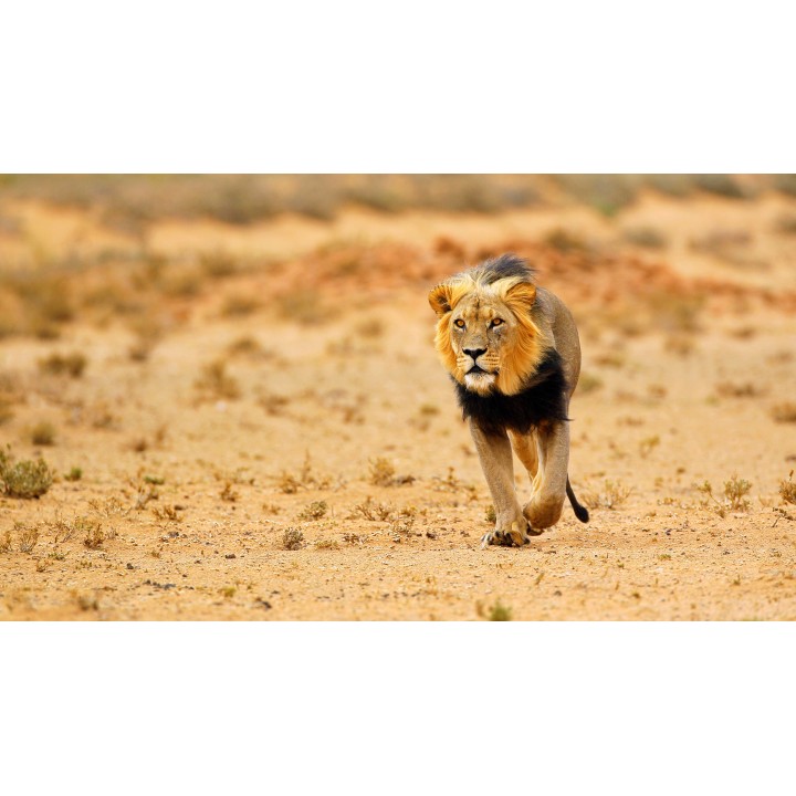 Südafrika & Eswatini: Wildlife Glamping & Krüger Safari