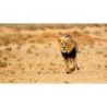 Südafrika & Eswatini: Wildlife Glamping & Krüger Safari