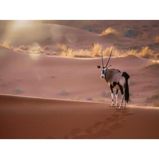 Kombinationsreisen Namibia, Botswana & Simbabwe: Drei faszinierende Länder Afrikas