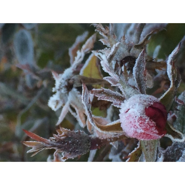B&B Agriturismo Ca' Tessera