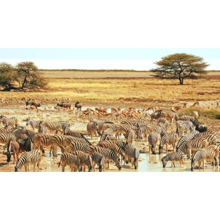 Rundreisen Namibia: Abenteuer zwischen Wüste, Nationalparks und den Big Five