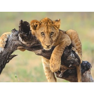 Rundreisen Namibia: Abenteuer zwischen Wüste, Nationalparks und den Big Five