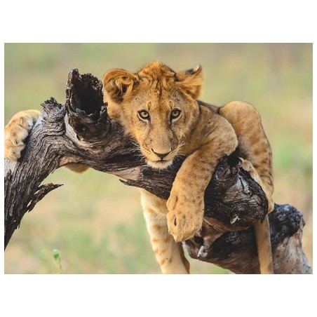 Rundreisen Namibia: Abenteuer zwischen Wüste, Nationalparks und den Big Five