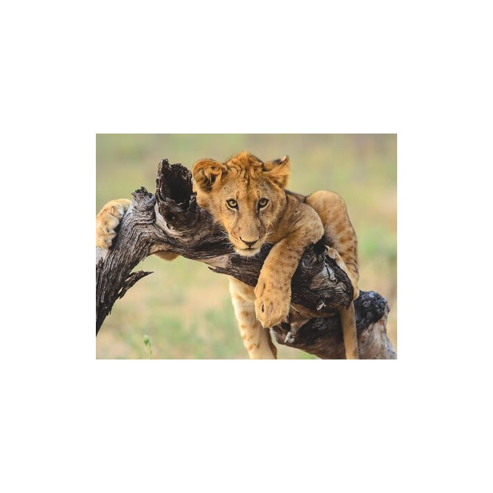 Rundreisen Namibia: Abenteuer zwischen Wüste, Nationalparks und den Big Five