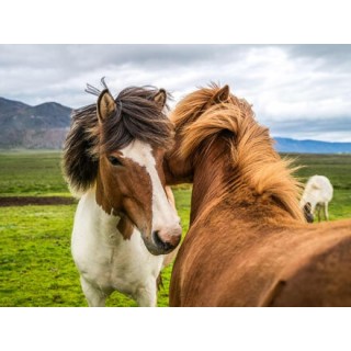 Rundreisen Island: Vulkane, Fjorde und unberührte Schönheit