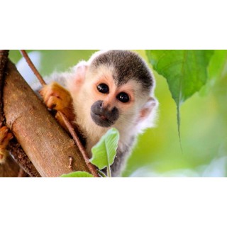 Rundreisen Costa Rica: Von Vulkankratern zu paradiesischen Stränden