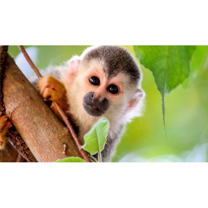 Rundreisen Costa Rica: Von Vulkankratern zu paradiesischen Stränden