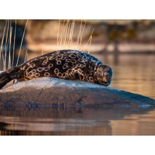 Erlebnisreisen Finnland: Die Magie des Saimaa-Sees