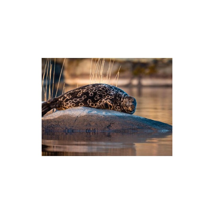 Erlebnisreisen Finnland: Die Magie des Saimaa-Sees