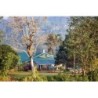 Ceylon Tea Trails