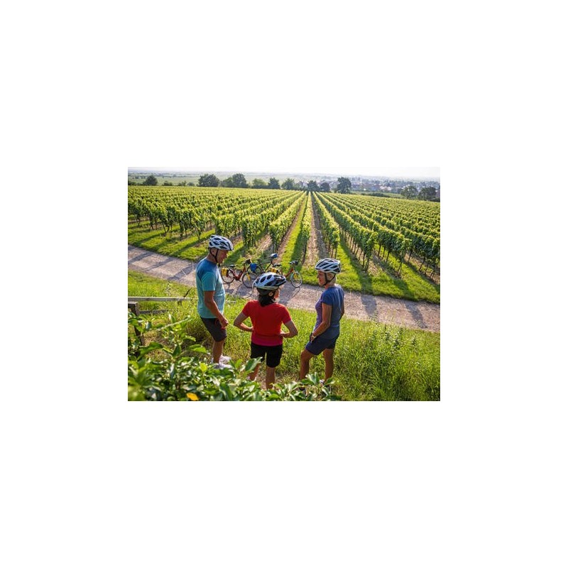 Eigene Anreise Pfälzer Weinsternfahrt: Radreise rund um Bad Dürkheim zwischen Weinreben und Rheinebene