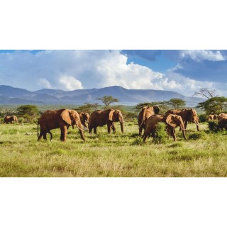 Rundreisen Kenia, Tansania & Sansibar: Kombinationsreise ab Mombasa mit Badeaufenthalt im Karafuu Beach Resort & SPA