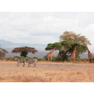 Rundreisen Sansibar & Tansania: Baden auf Sansibar & Standort-Rundreise im Africa Safari Camp Selous