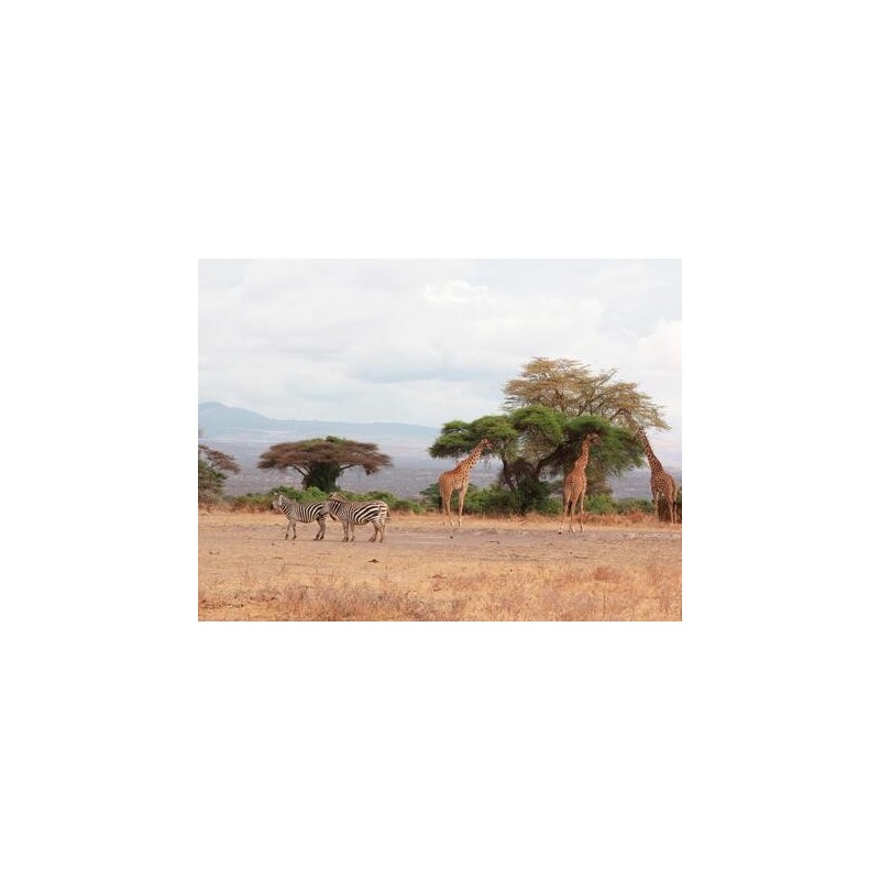 Rundreisen Sansibar & Tansania: Baden auf Sansibar & Standort-Rundreise im Africa Safari Camp Selous