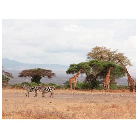 Rundreisen Sansibar & Tansania: Baden auf Sansibar & Standort-Rundreise im Africa Safari Camp Selous