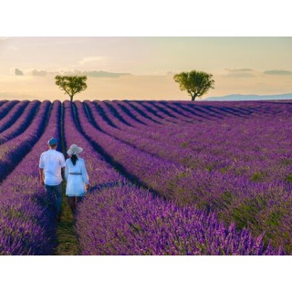 Kreuzfahrten Frankreich - Rhône: Flusskreuzfahrt mit A-ROSA STELLA/LUNA ab/an Lyon