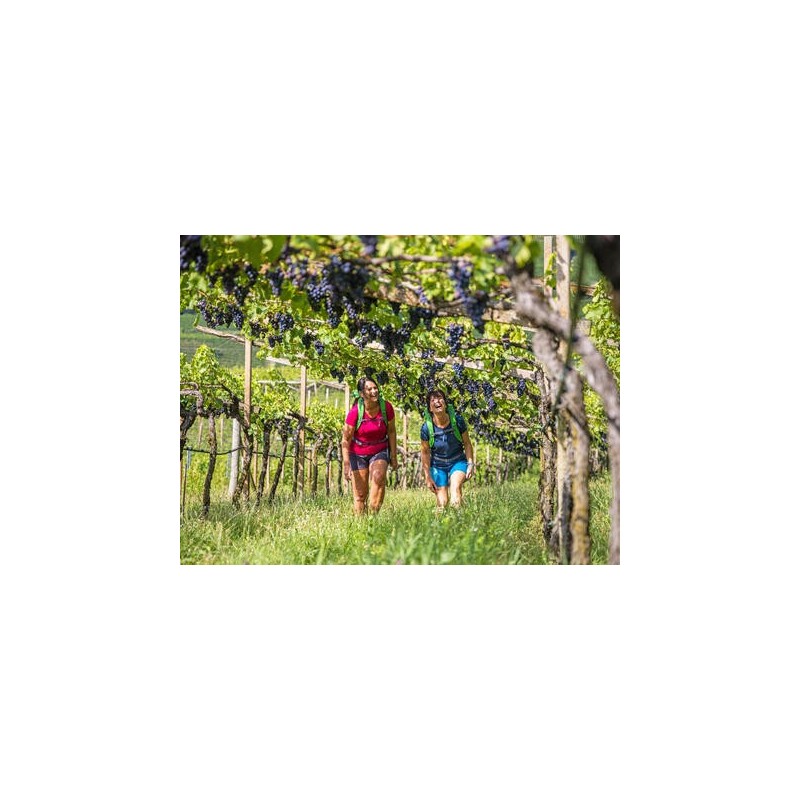 Eigene Anreise Italien - Valpolicella & Gardasee: Genüsslich wandern durch Weinberge zum Gardasee