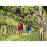 Eigene Anreise Italien - Valpolicella & Gardasee: Genüsslich wandern durch Weinberge zum Gardasee