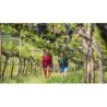 Eigene Anreise Italien - Valpolicella & Gardasee: Genüsslich wandern durch Weinberge zum Gardasee