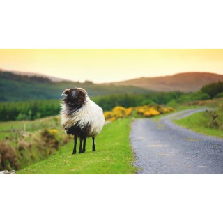 Rundreisen Irland: Vom pulsierenden Dublin zu den ruhigen Weiten