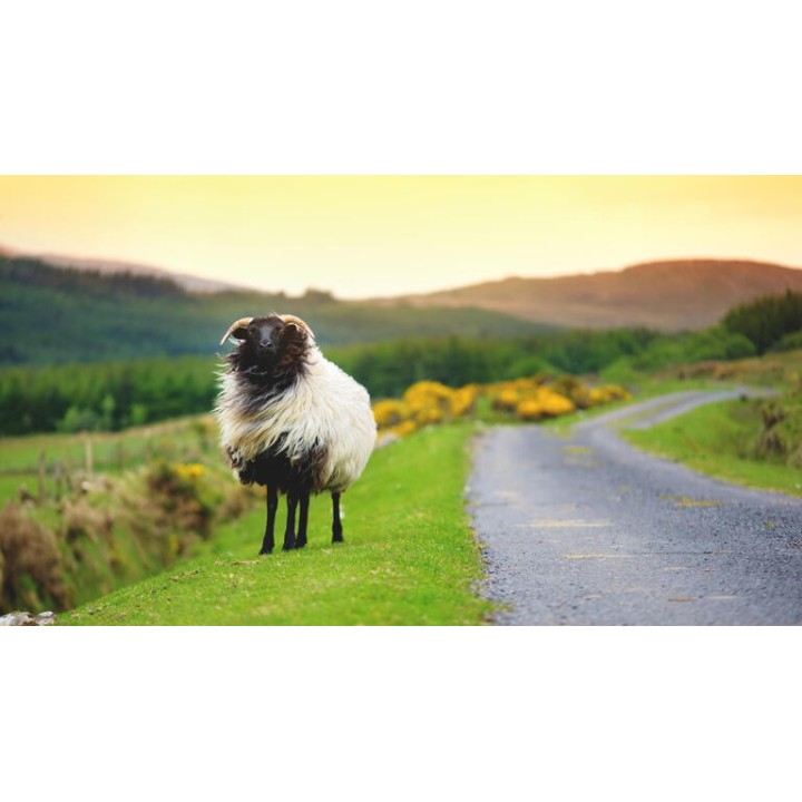 Rundreisen Irland: Vom pulsierenden Dublin zu den ruhigen Weiten