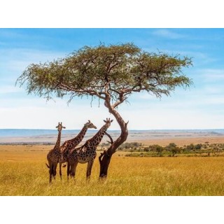 Kombinationsreisen Kenia: Safari & Strandparadies erleben