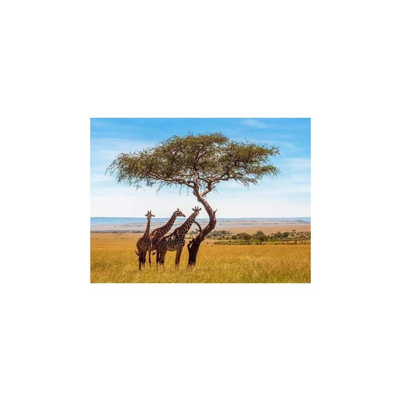Kombinationsreisen Kenia: Safari & Strandparadies erleben
