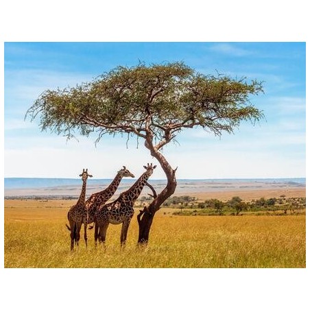 Kombinationsreisen Kenia: Safari & Strandparadies erleben