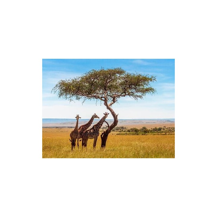 Kombinationsreisen Kenia: Safari & Strandparadies erleben