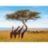 Kombinationsreisen Kenia: Safari & Strandparadies erleben