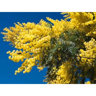 Mercure Cannes Mandelieu