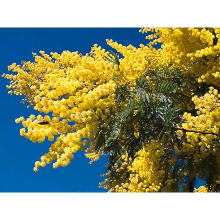 Mercure Cannes Mandelieu