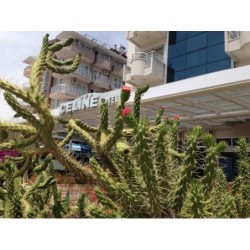 Hotel Celine