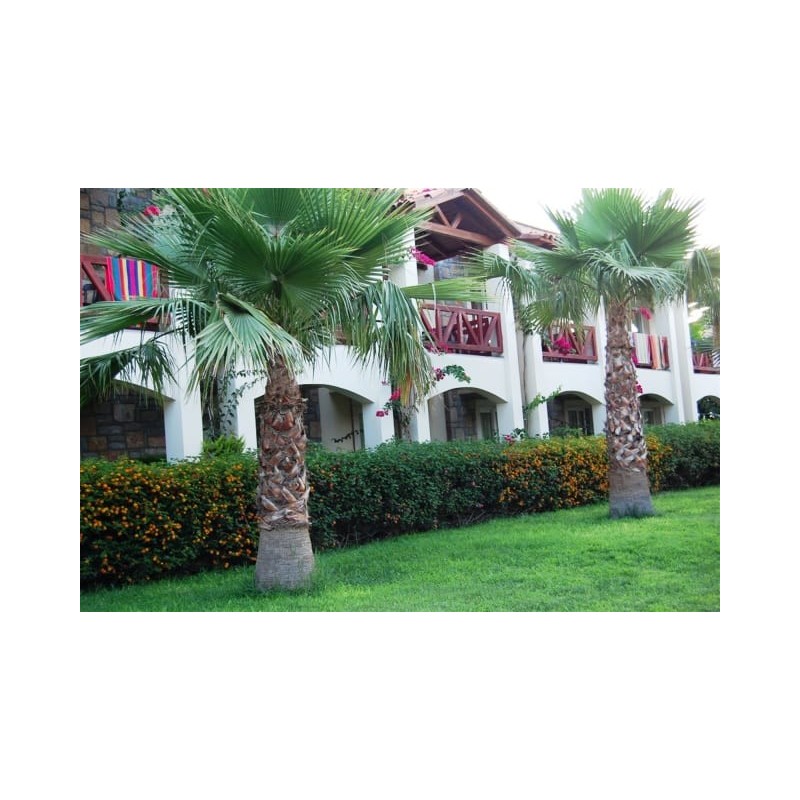 Tiana Beach Resort