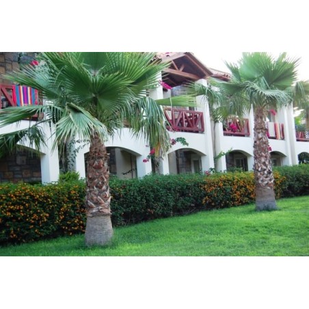 Tiana Beach Resort